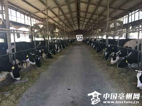 诸王村内生态循环的养牛场