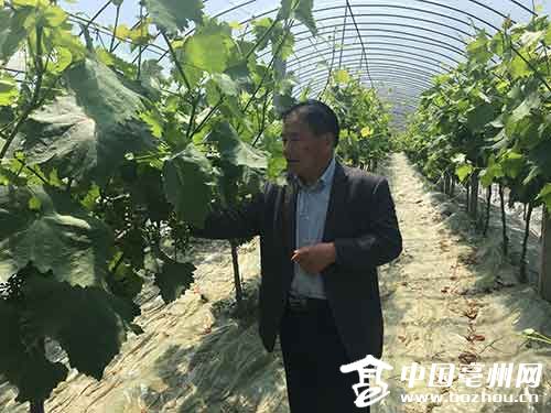 诸王村支部书记李绍法在葡萄园内看葡萄生长情况