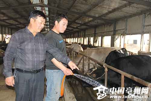 蒋召武（左）正在指导工人做好牛棚防疫工作